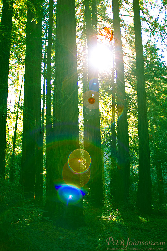 bigsurwedding12 wedding glen oaks