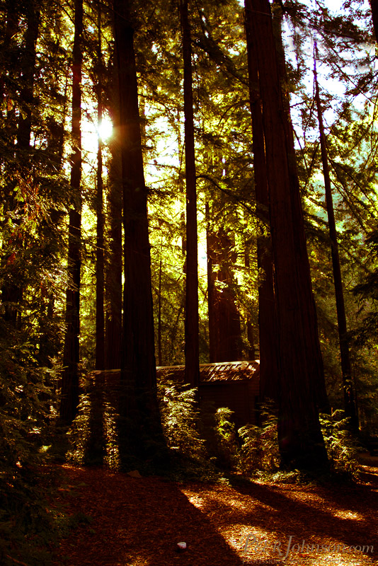 bigsurwedding14 Glen Oaks Cabin