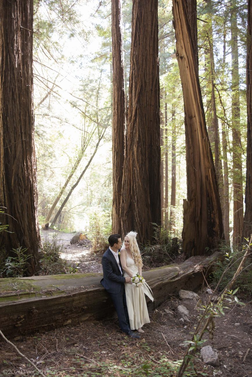 Old-growth redwoods at Glen Oaks.