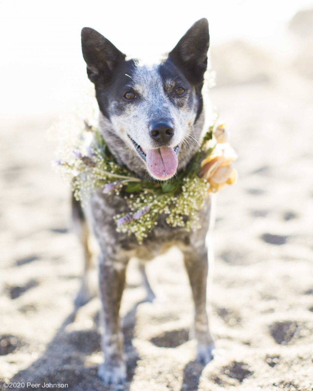 cambria wedding dog